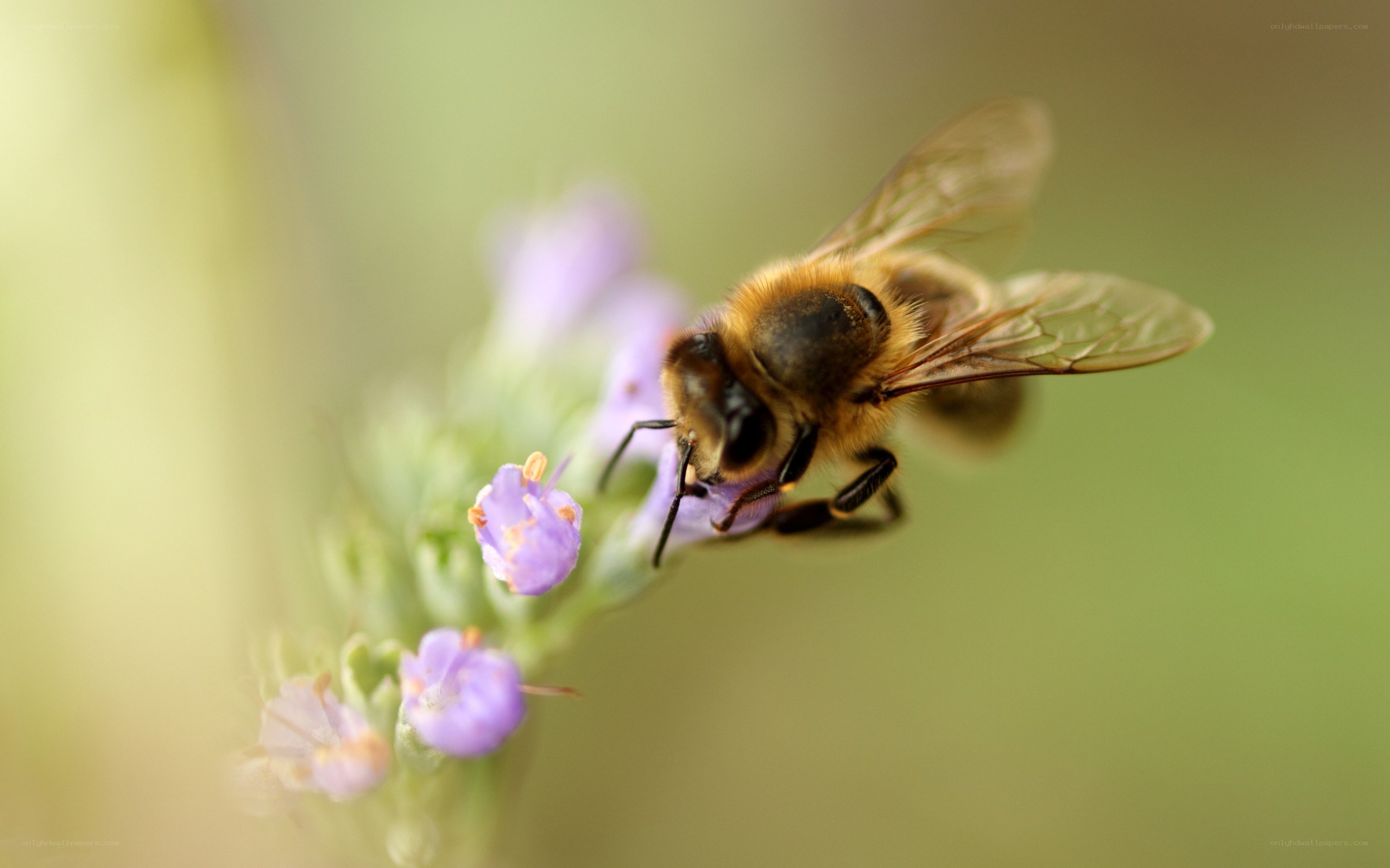 bee on purple flower