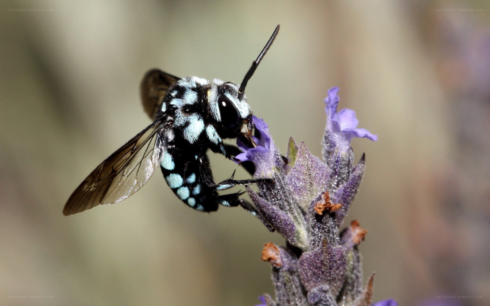 bee on purple flower