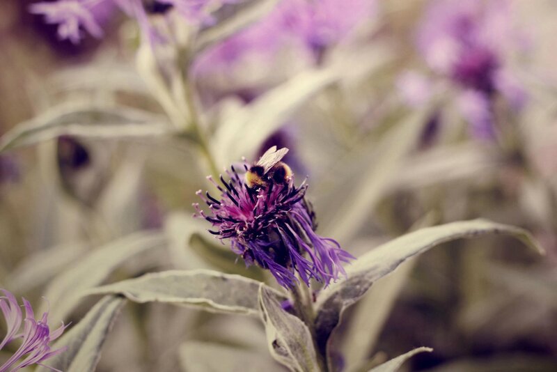 bee on purple flower