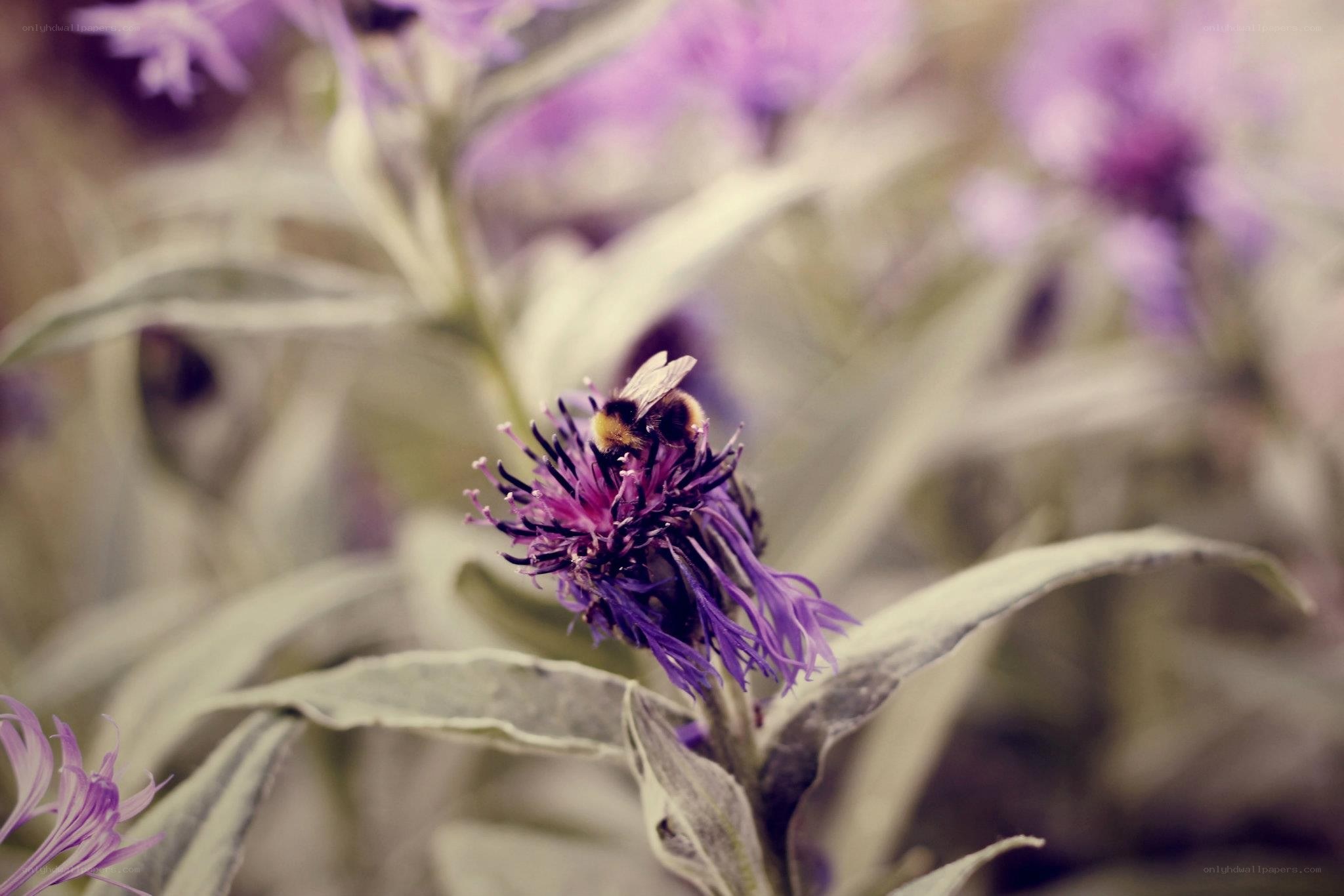 bee on purple flower