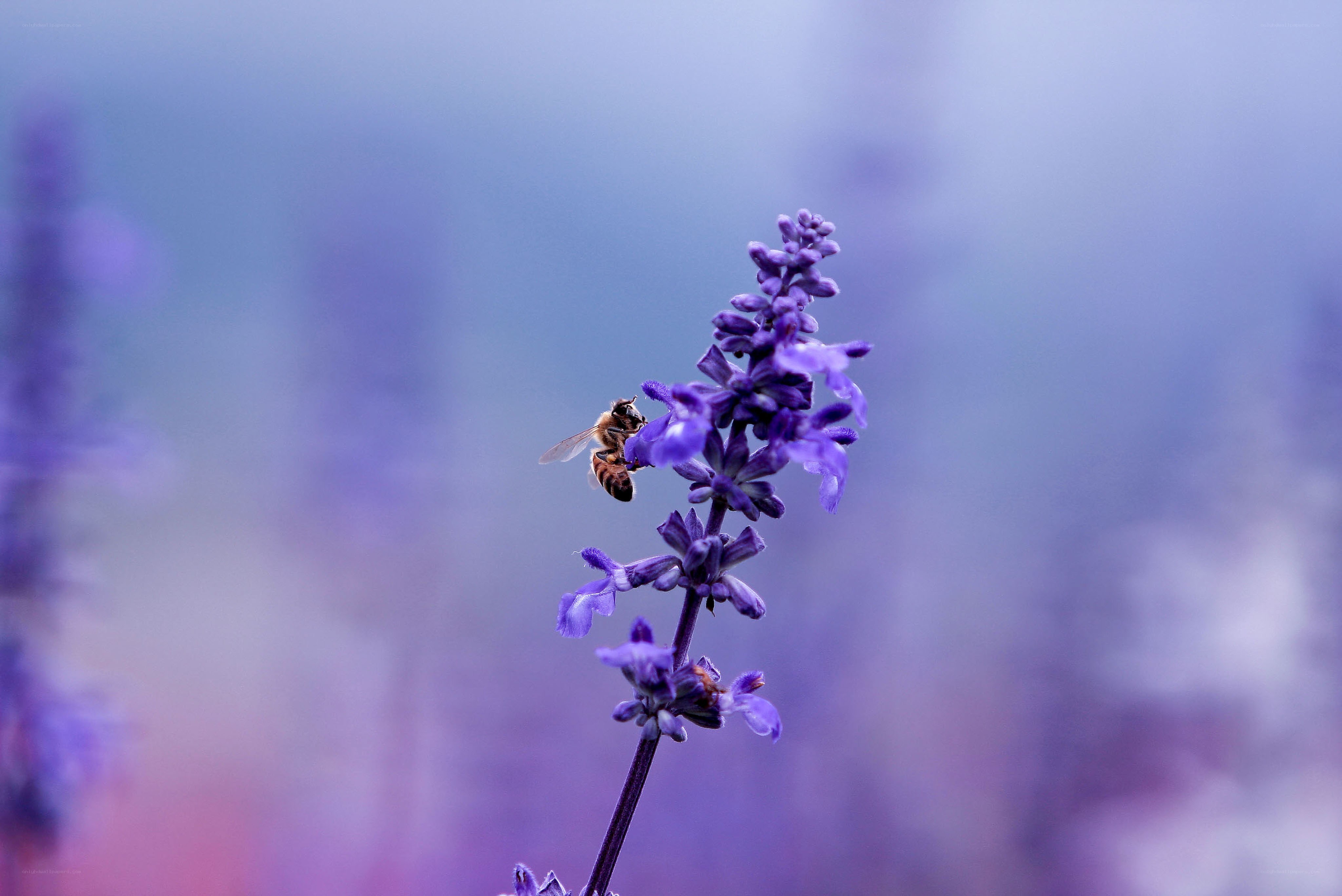 bee on purple flower
