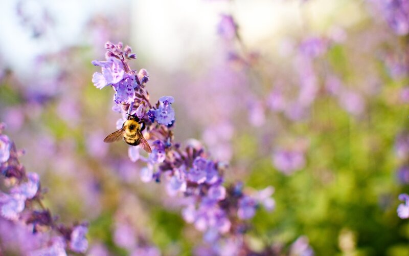 bee on purple flower