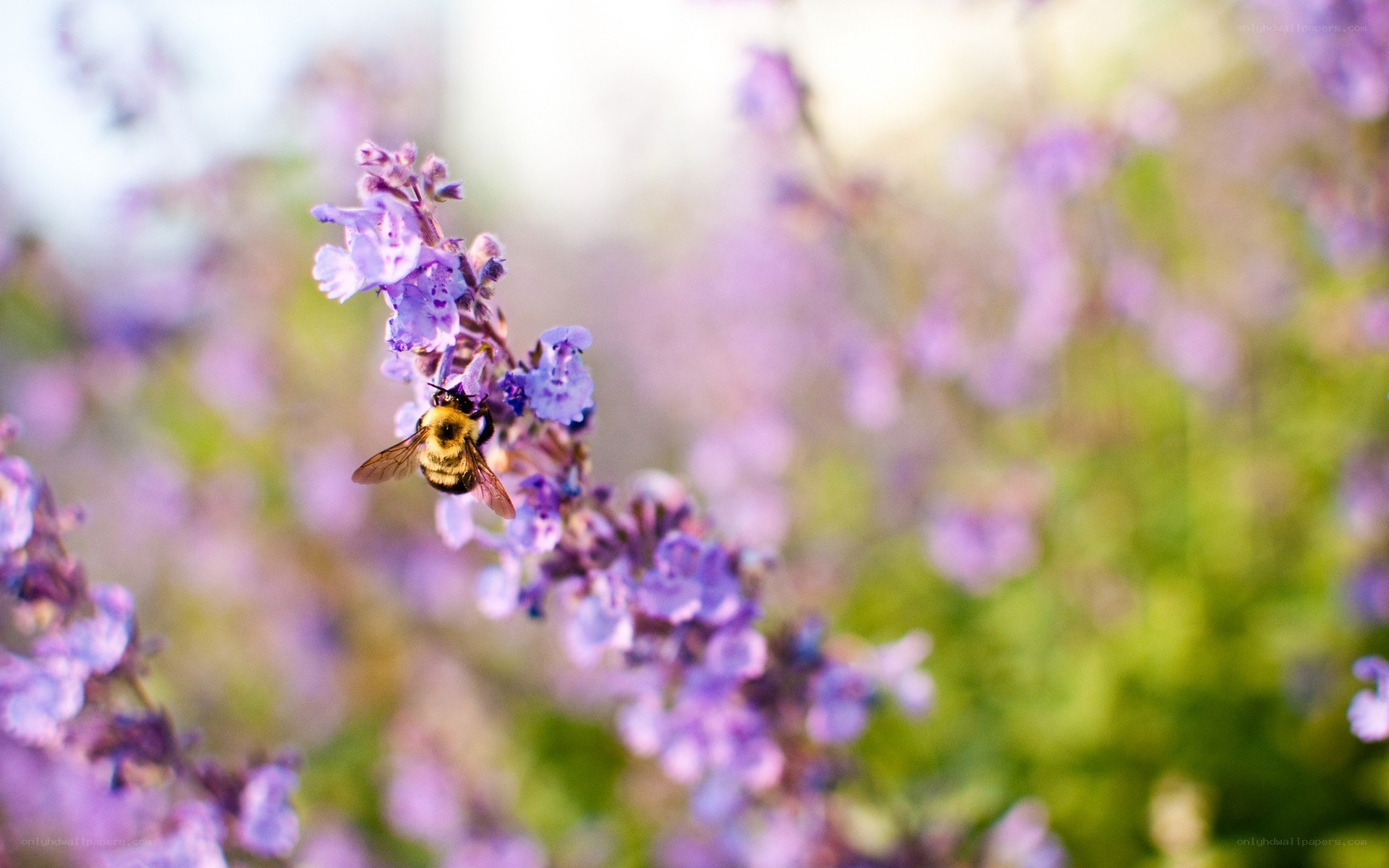 bee on purple flower