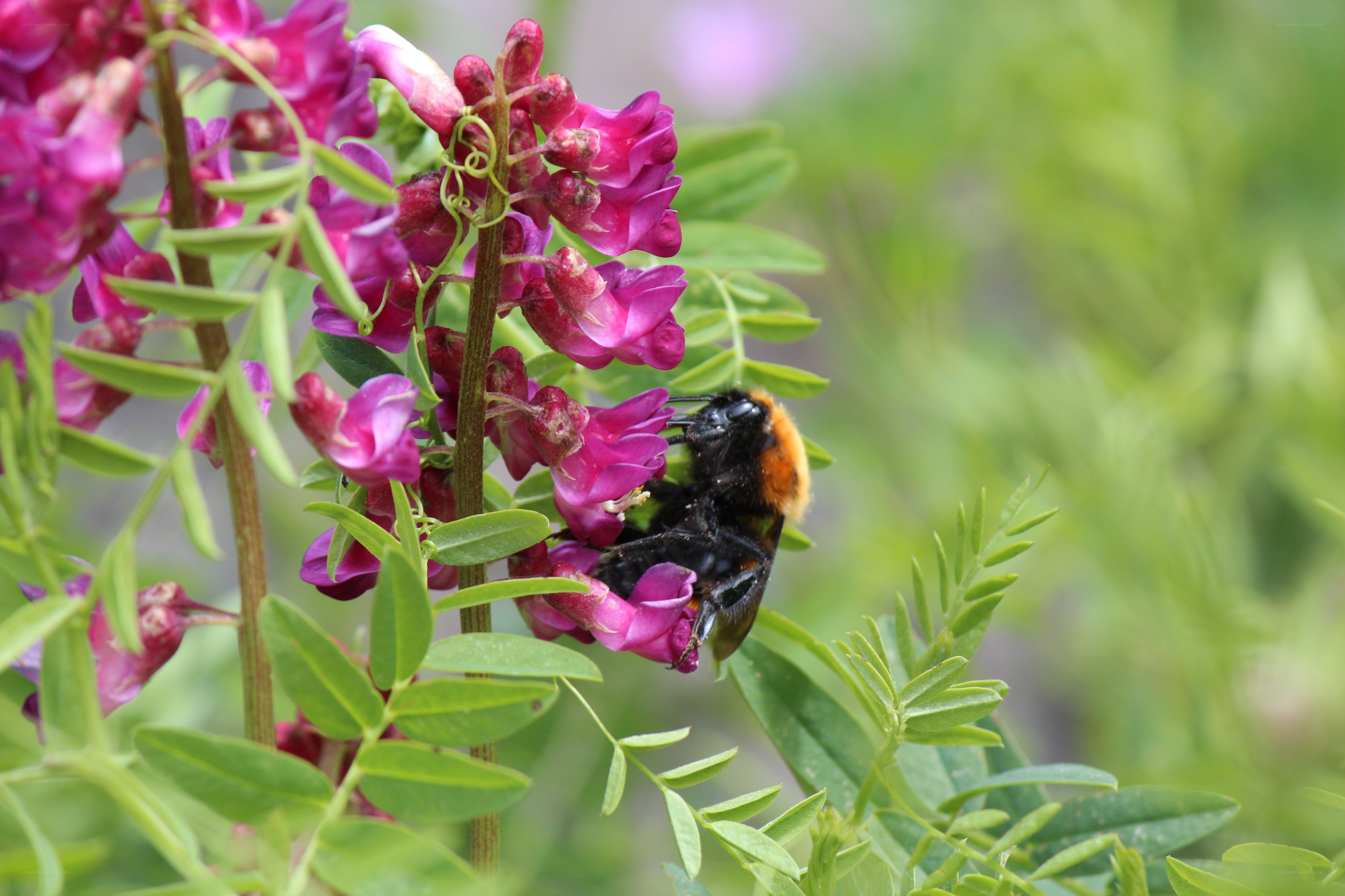 Bee on purple flower