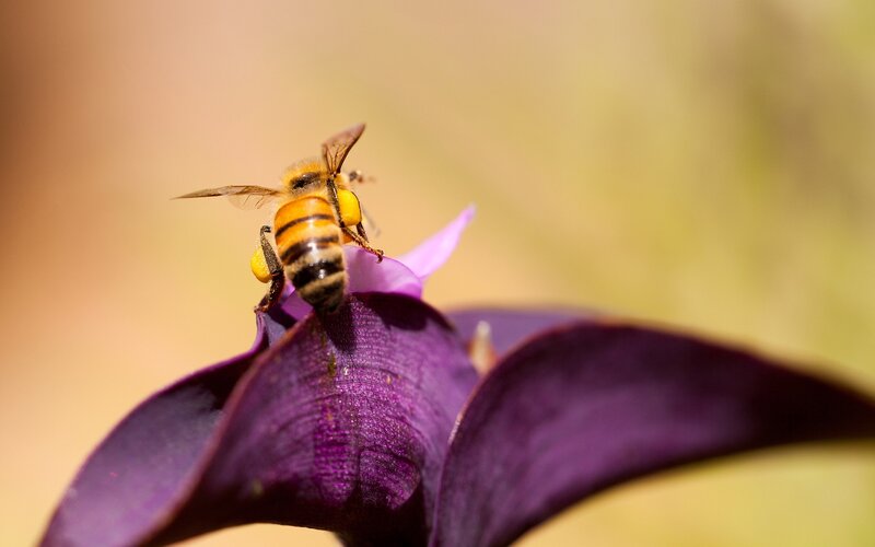 bee on purple flower