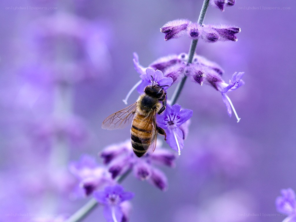 bee on purple flower