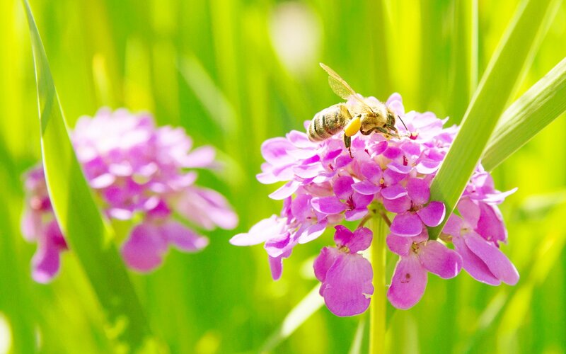 bee on purple flower