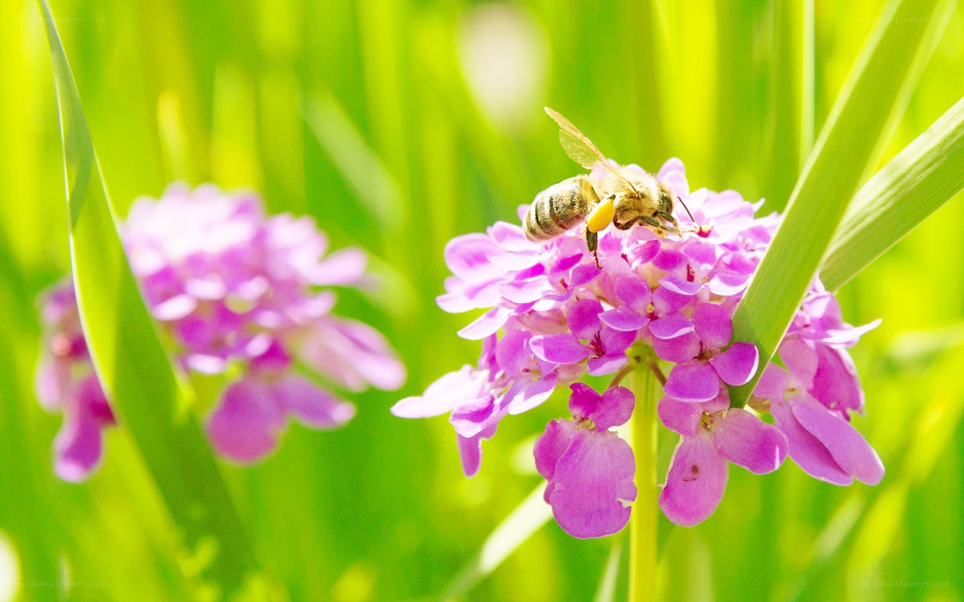 bee on purple flower