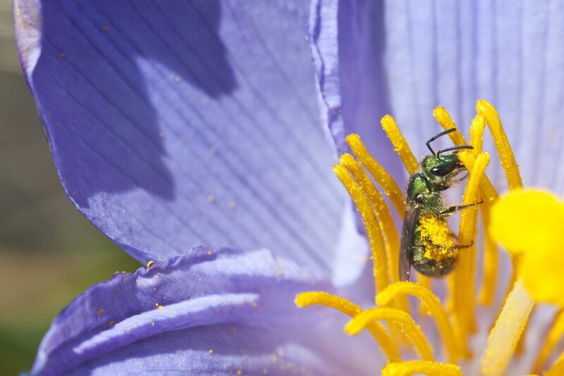 bee on purple flower