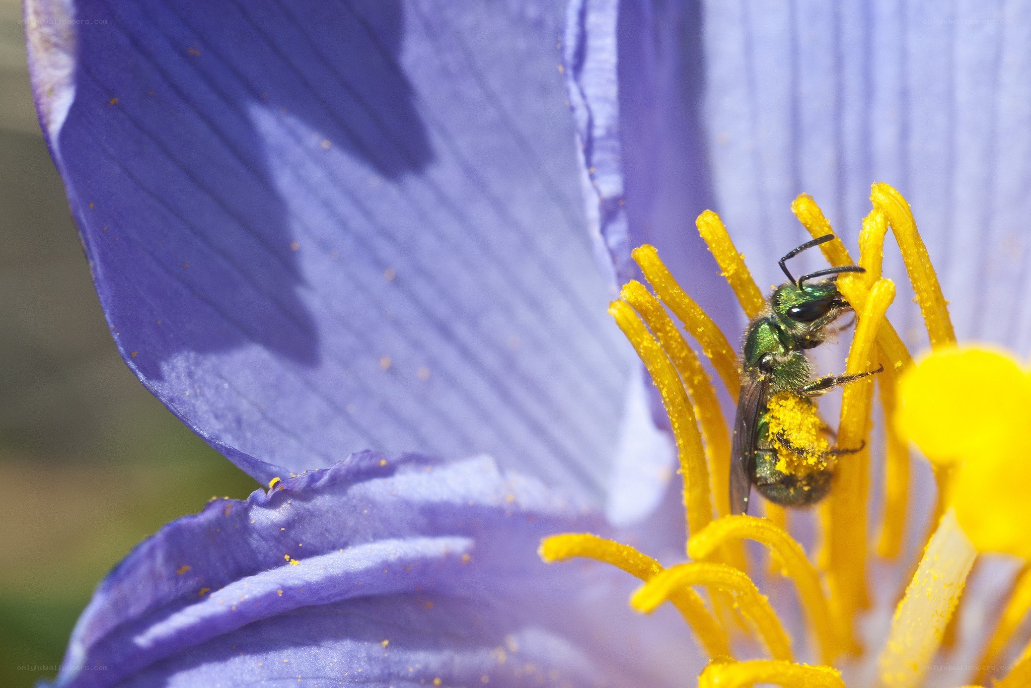 bee on purple flower