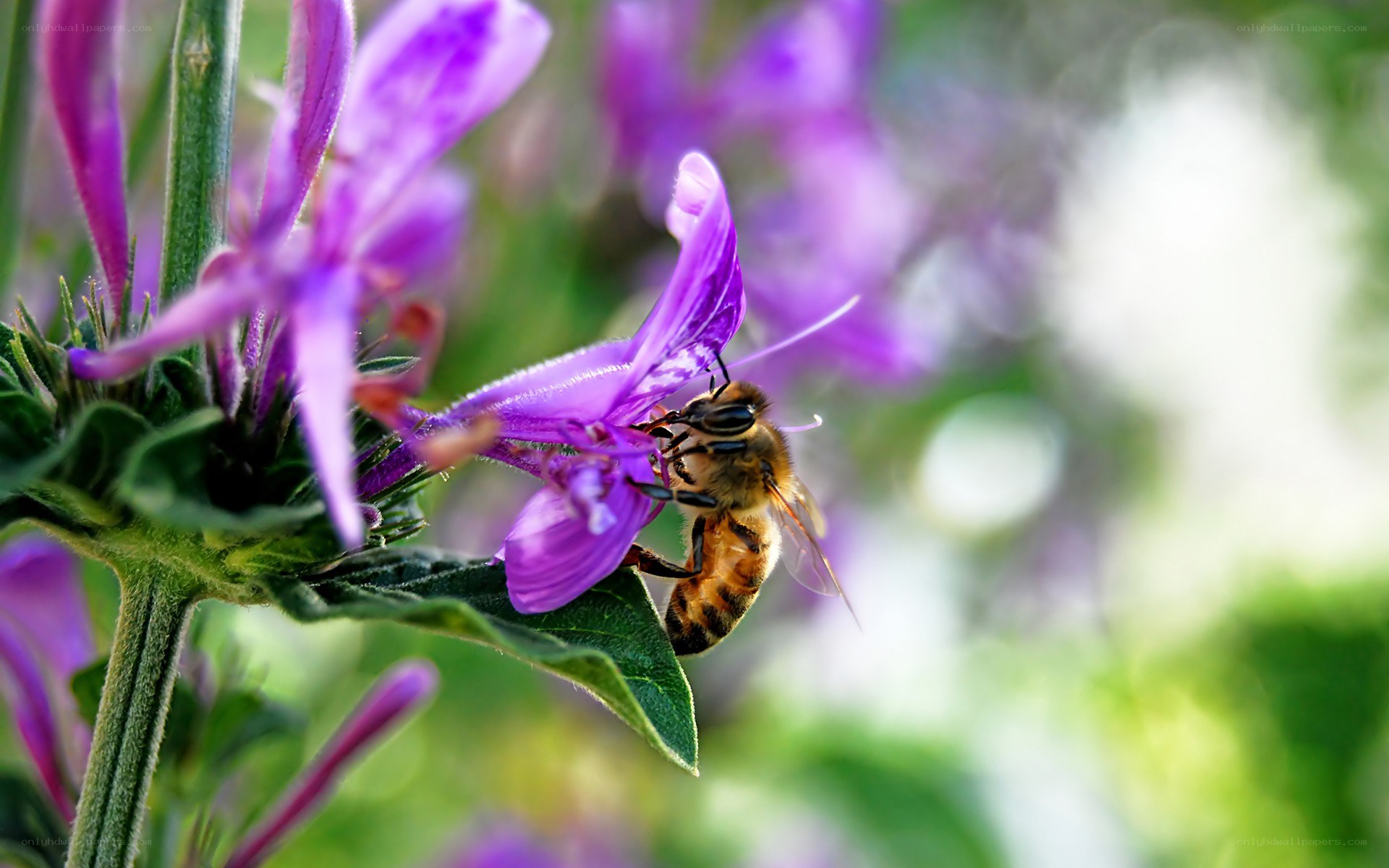 bee on purple flower