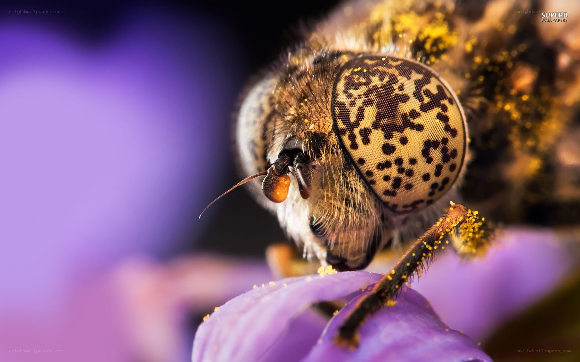 bee on purple flower