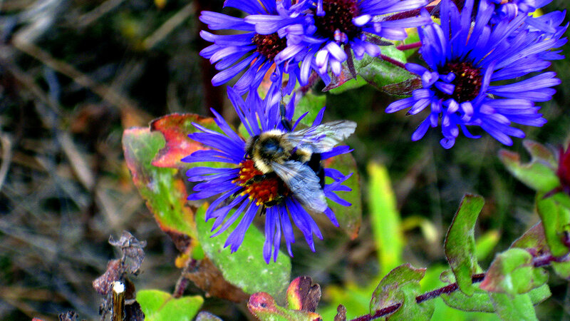 Bee on Purple Flower — Blue