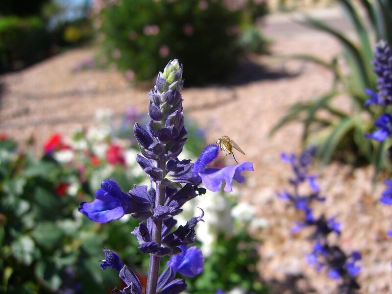 Bee on Purple Flower — Calm, Afternoon, Photograph, Garden
