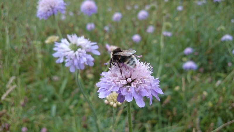 Bee on Purple Flower — Calm, Afternoon, Photograph, Insect, Grass