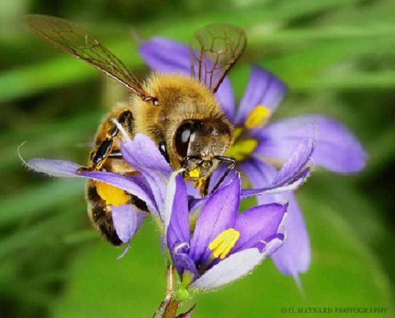 Bee on Purple Flower — Calm, Afternoon, Photograph, Insect, Green Leaves