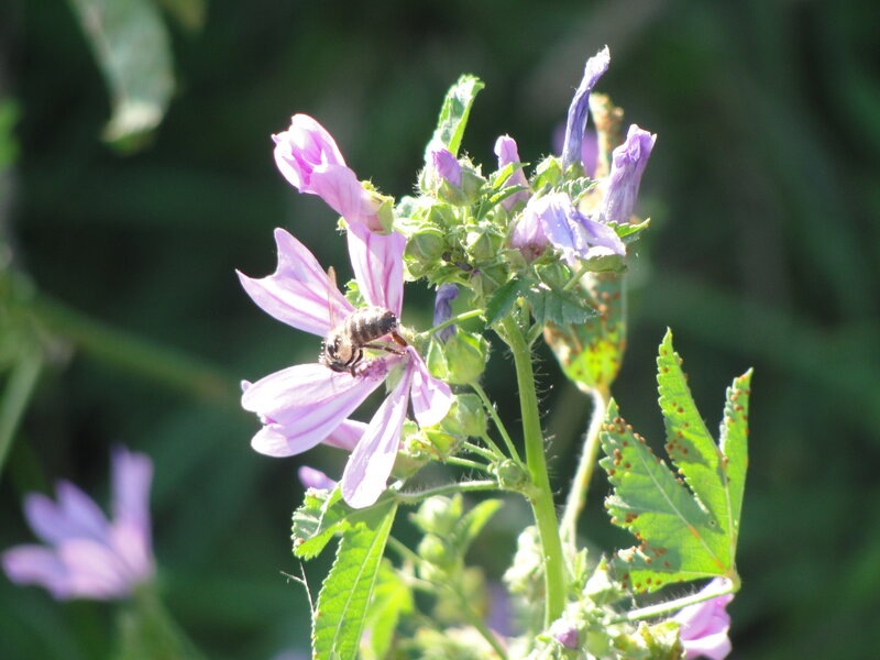 Bee on Purple Flower — Calm, Afternoon, Photograph, Leaf