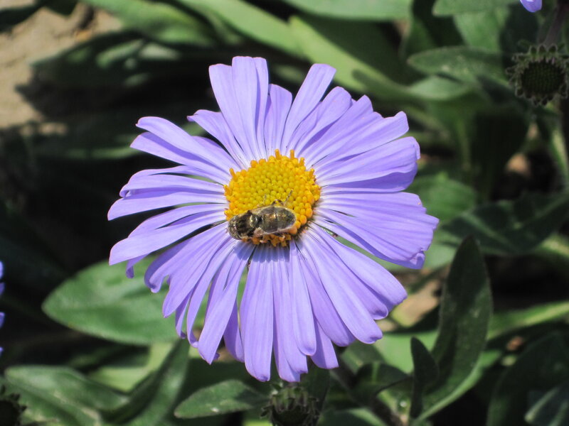 Bee on Purple Flower — Calm, Afternoon, Photograph, Leaves