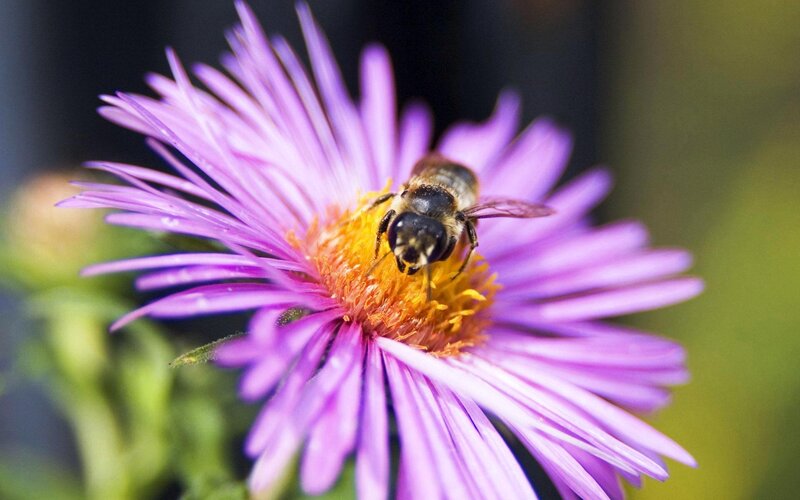Bee on Purple Flower — Calm, Afternoon, Photograph, Petals