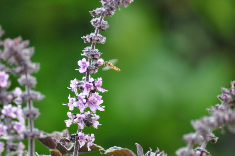 Bee on Purple Flower — Calm, Afternoon, Photograph, Plant, Green Background