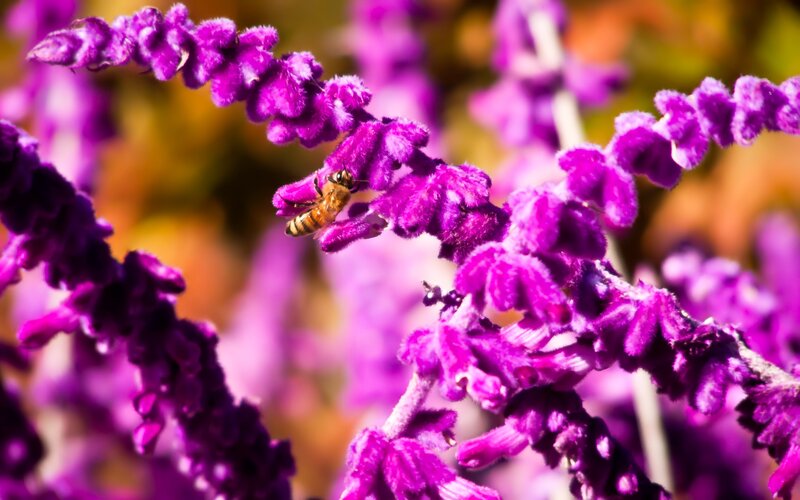Bee on Purple Flower — Calm, Afternoon, Photograph, Plant