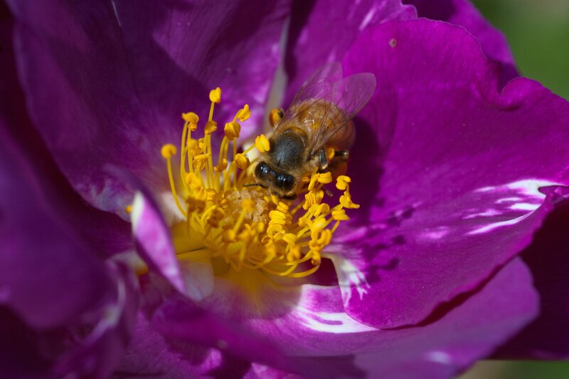 Bee on Purple Flower — Calm, Afternoon, Photograph, Stamen