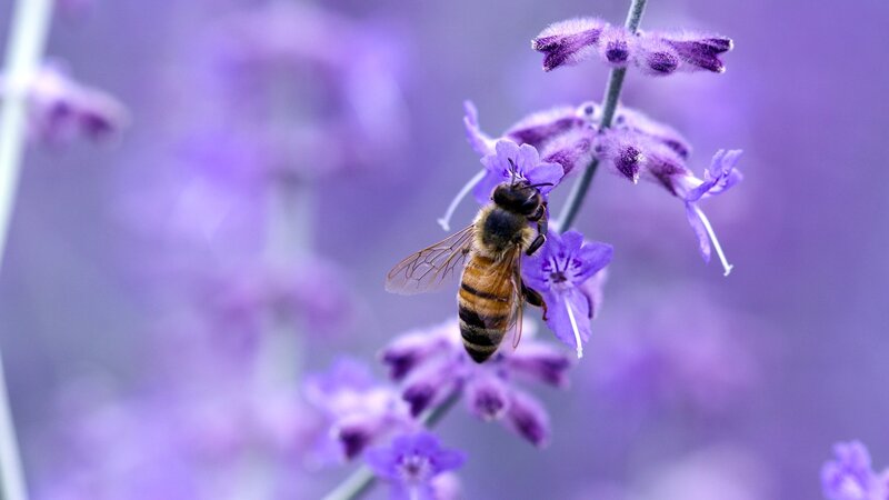 Bee on Purple Flower — Calm, Afternoon, Photograph, Stem