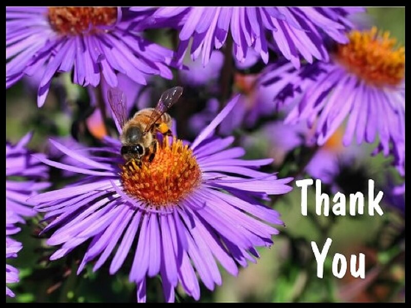 Bee on Purple Flower — Calm, Afternoon, Photograph, Text