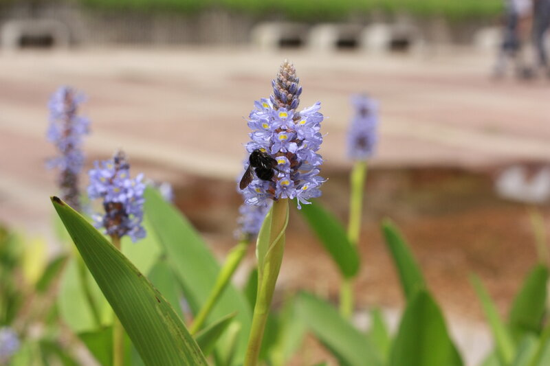 Bee on Purple Flower — Calm, Afternoon, Photograph