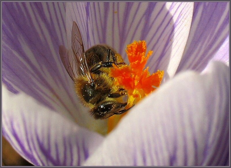 Bee on Purple Flower — Calm, Morning, Photograph, Stamen