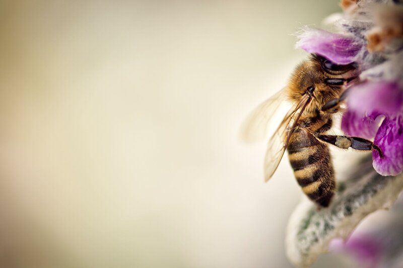 Bee on Purple Flower — Calm, Morning, Photograph, Wings