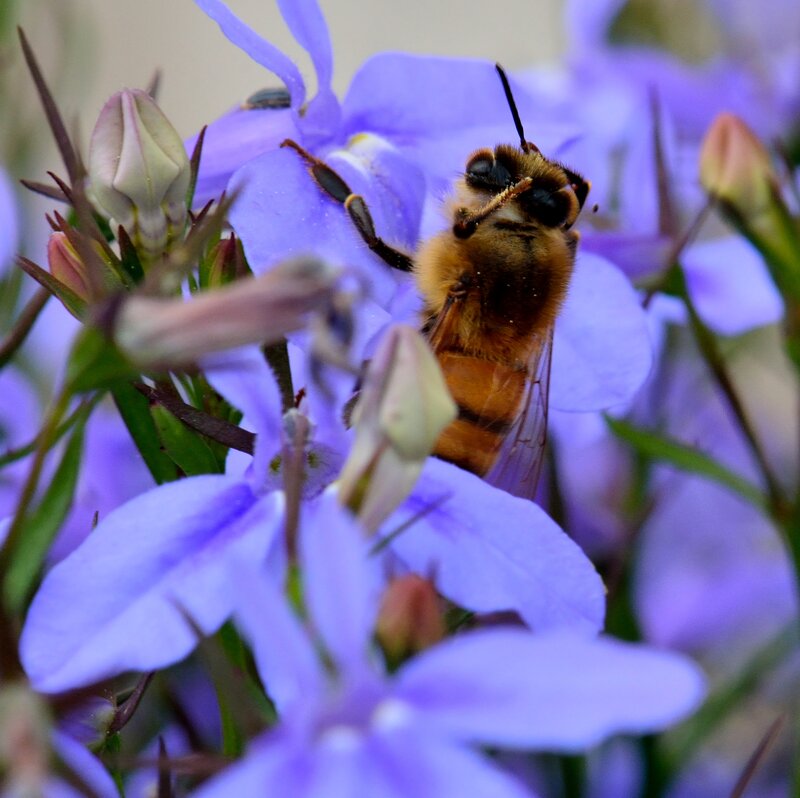 Bee on Purple Flower — Calm, Morning