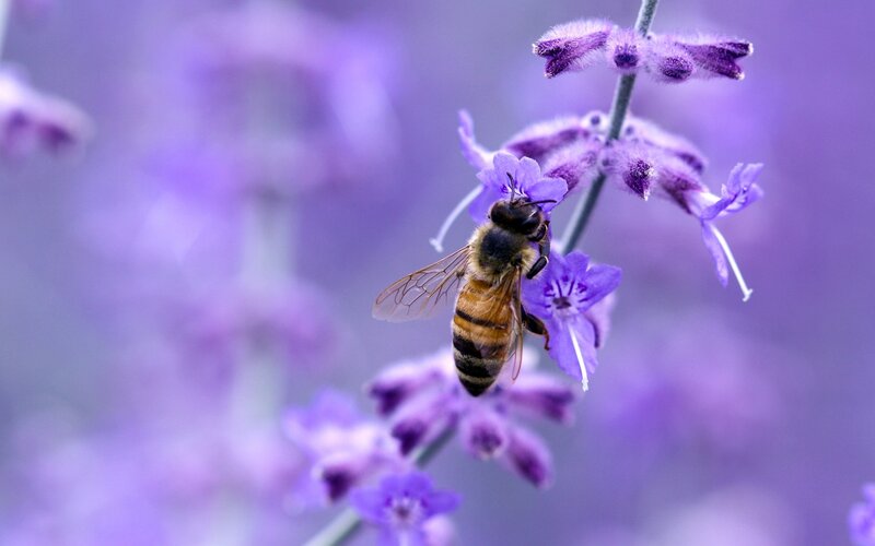 Bee on Purple Flower — Calm, Photograph, Insect, Stem