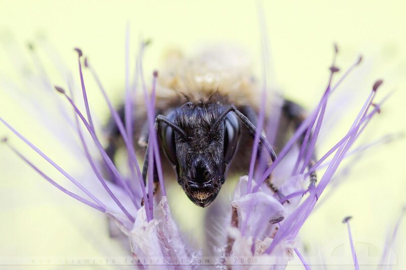 Bee on Purple Flower — Calm, Photograph, Insect