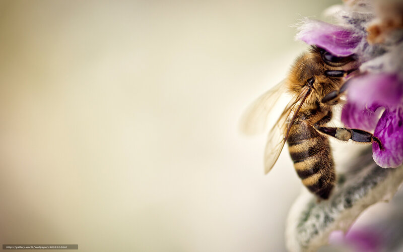 Bee on Purple Flower — Calm, Photograph, Petal