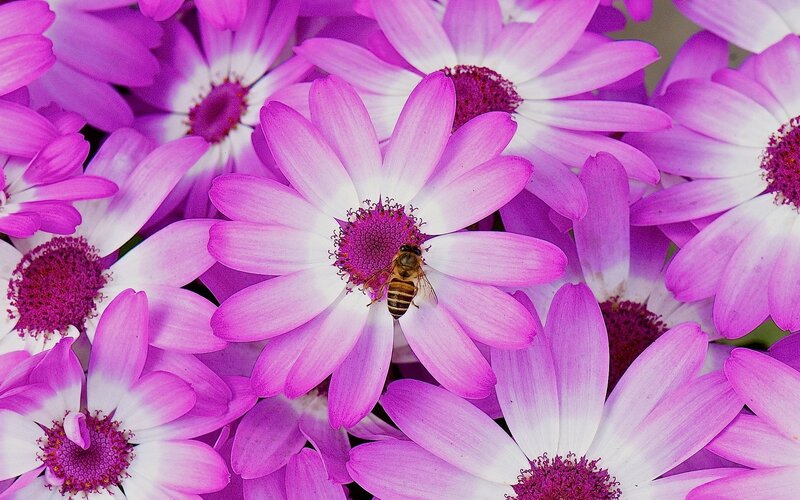Bee on Purple Flower — Calm, Photograph, Petals
