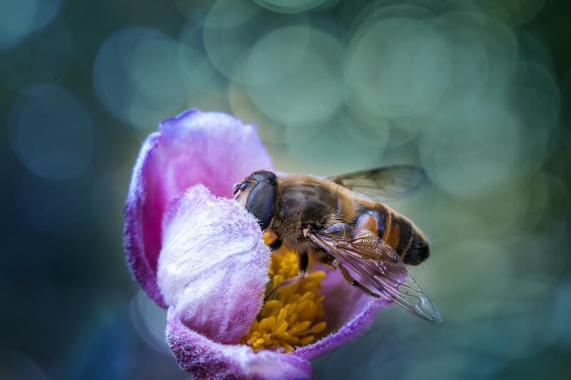 Bee on Purple Flower — Calm, Photograph, Pollen