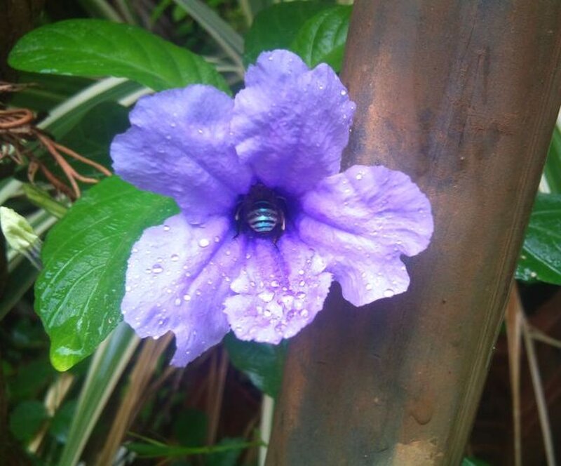 Bee on Purple Flower — Calm, Photograph