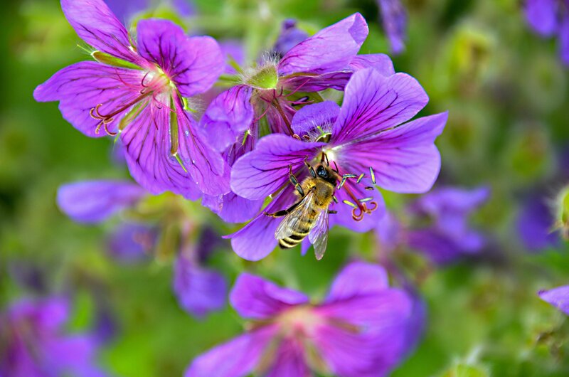 Bee on Purple Flower — Calm, Spring, Photograph, Greenery