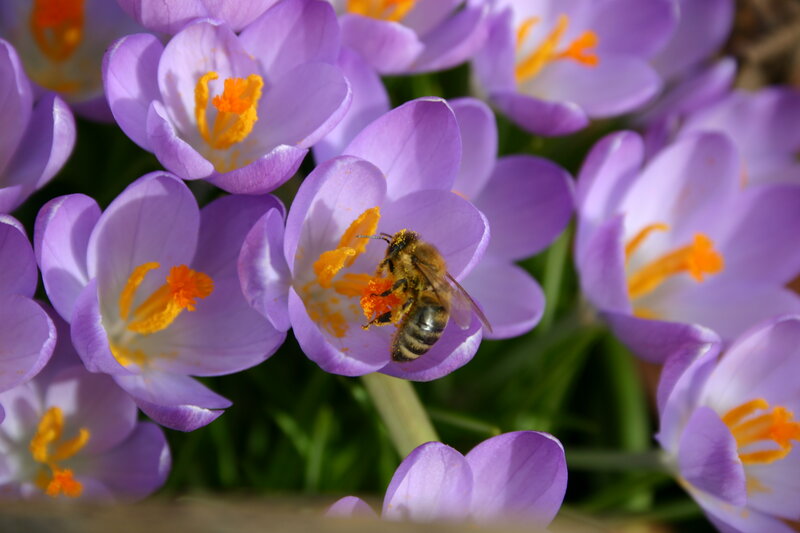Bee on Purple Flower — Calm, Spring, Photograph, Pollen