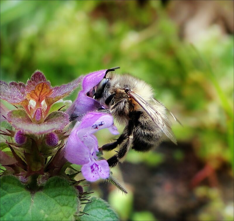 Bee on Purple Flower — Calm, Spring, Photograph