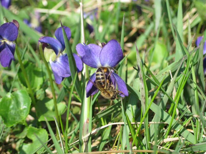Bee on Purple Flower — Calm, Spring