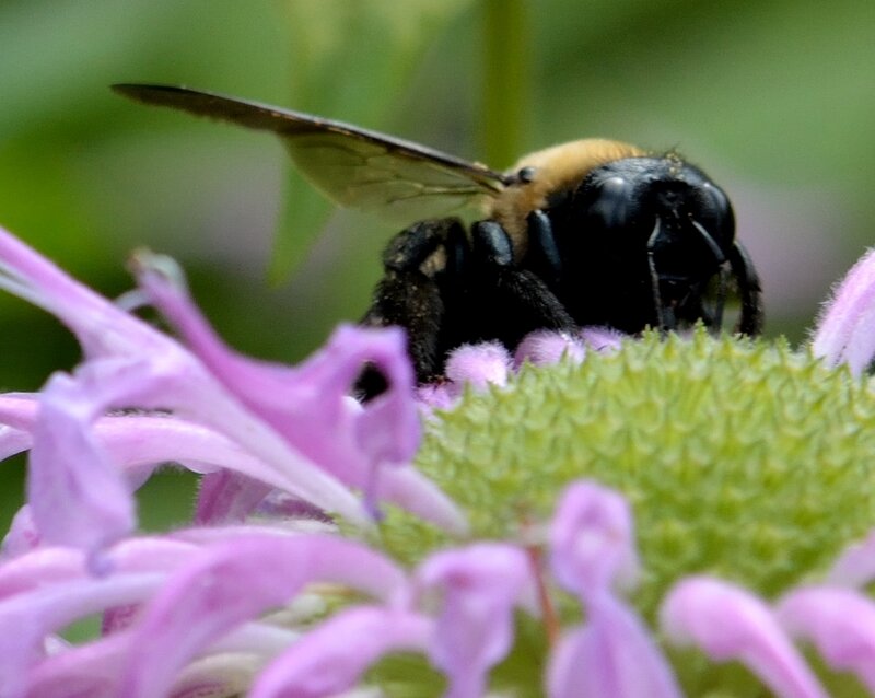 Bee on Purple Flower — Calm, Summer, Photograph, Insect