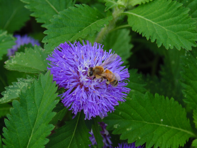 Bee on Purple Flower — Calm, Summer, Photograph, Leaves