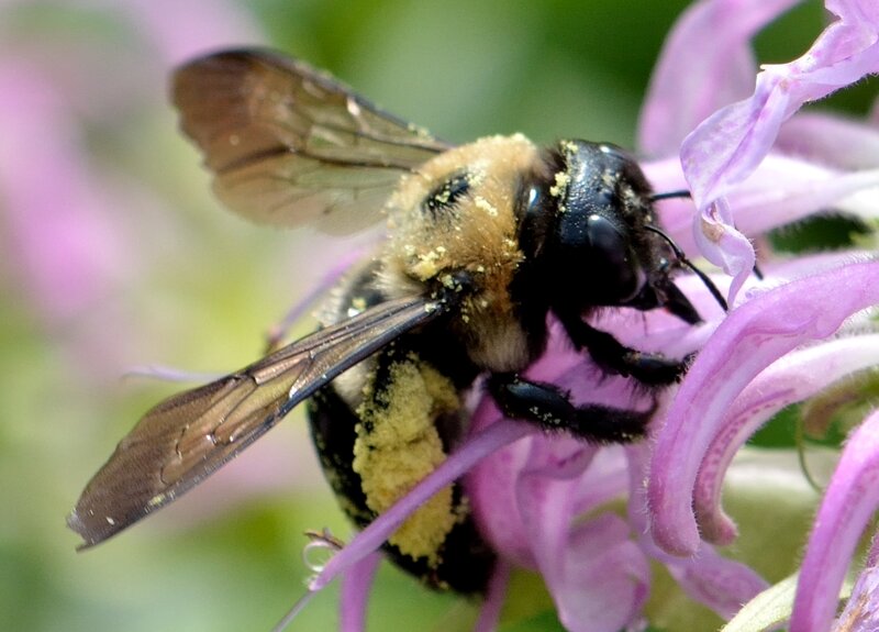 Bee on Purple Flower — Calm, Summer, Photograph, Pollen