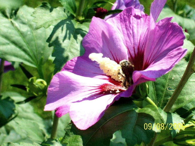 Bee on Purple Flower — Calm, Summer, Photograph