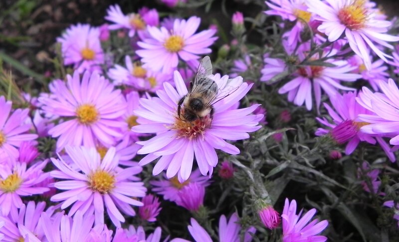 Bee on Purple Flower — Calm, Summer