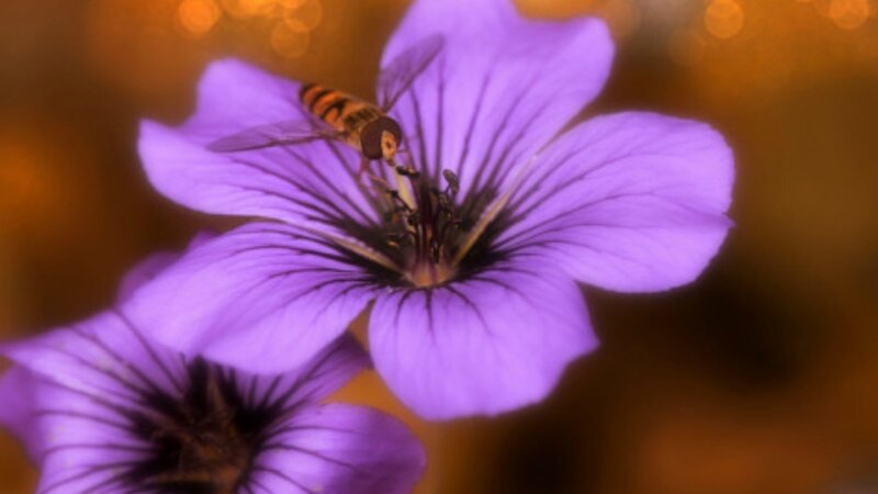 Bee on Purple Flower — Calm, Sunset