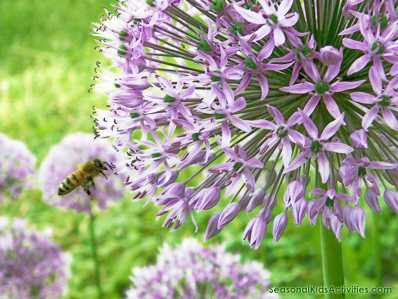 Bee on Purple Flower — Calm