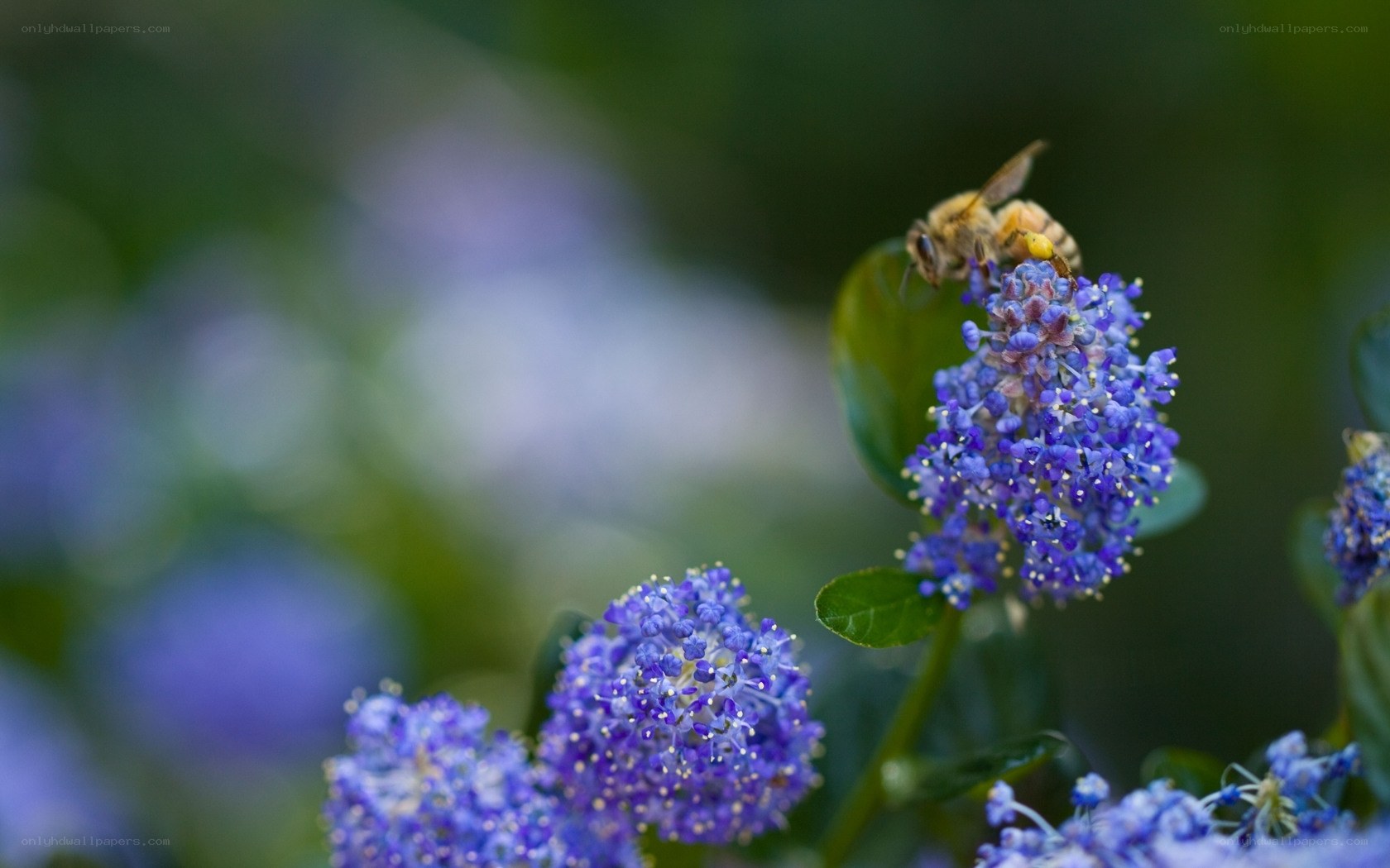bee on purple flower cluster